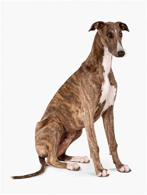 Greyhounds What You Need To Know About The Breed And Adoptions