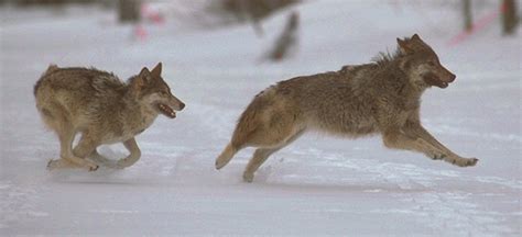 Given a choice the wolves in away any intruders,even people. 13 Facts About Wolves and Dogs That Will Blow Your Freakin ...