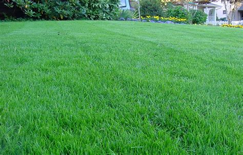 Water when it comes to new sod, watering is the top priority. Quiet Corner:Kentucky Bluegrass Lawn Care - Quiet Corner