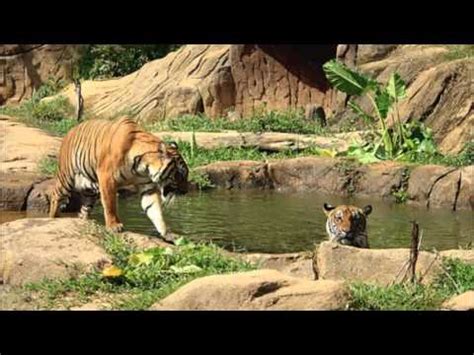 I hope you like it. LAWATAN KE ZOO MELAKA - YouTube