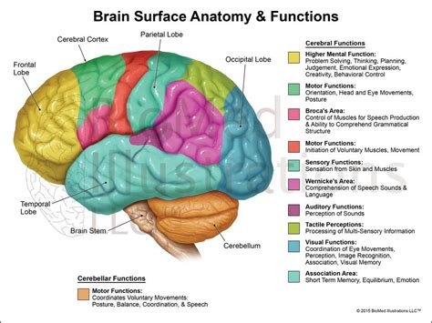 Brain Parts And Functions Brain Anatomy And Function Human Brain