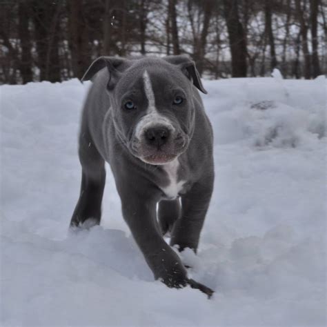 We are home to the best xl pitbulls in the world. gxg 7wo xxl pitbull puppies dddd - Worlds Finest Pit Bulls