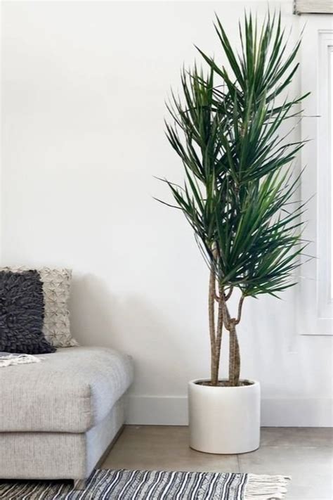 16 House Plants That Crave Dark Corners Indoor Plants That Dont Need