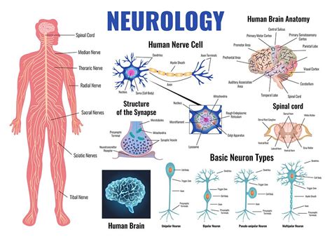 Neurology Understanding The Role Of Neurologists