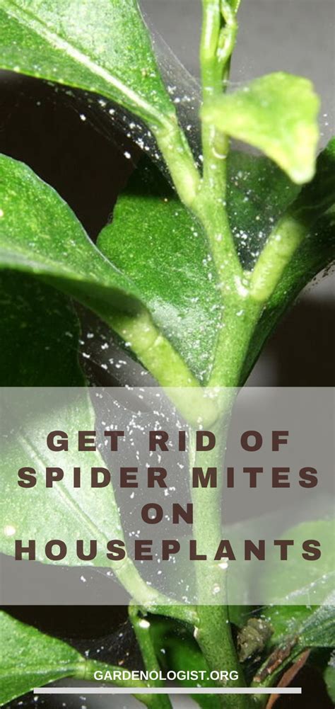 Spider Mites Artofit