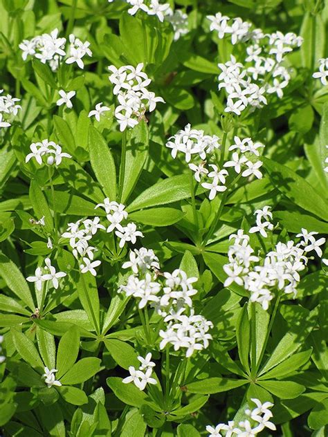 Odoratum) is native to northern and central europe, north africa, and siberia. sweet woodruff | Afbeeldingen