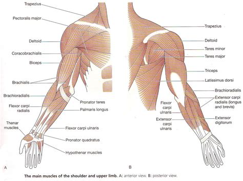 Diagram Muscles Of The Upper Limb Anatomy Human Arm Muscles