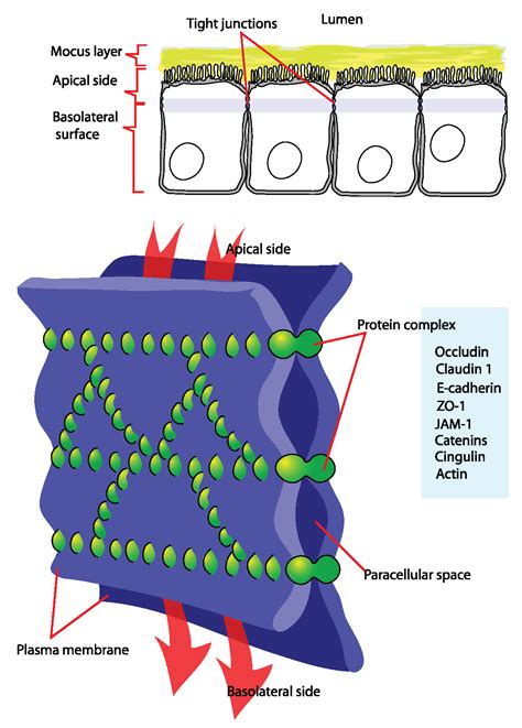 Cell Junctions Boundless Anatomy And Physiology