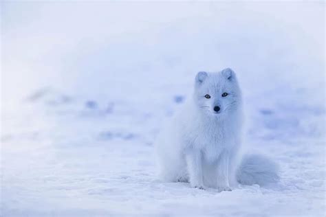 Iceland Arctic Fox Fox Animal Wildlife Winter Snow Nature Cold