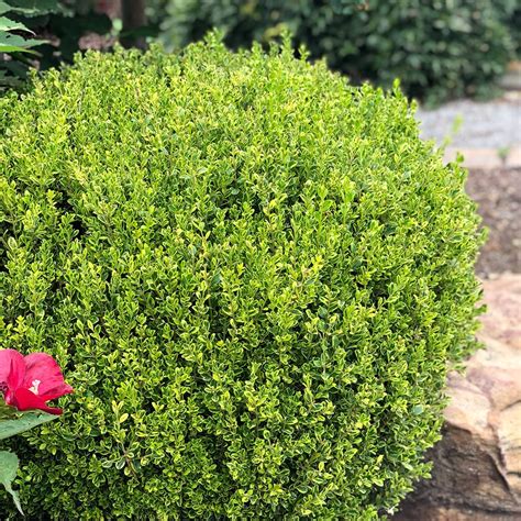 Buxus Microphylla Golden Dream Boxwood Siteone