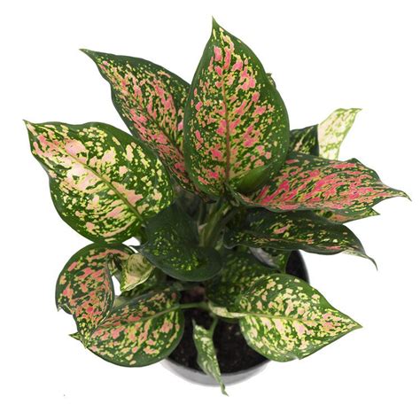 Aglaonema Chinese Evergreen Hot Pink Wishes 6 Pot — American Plant
