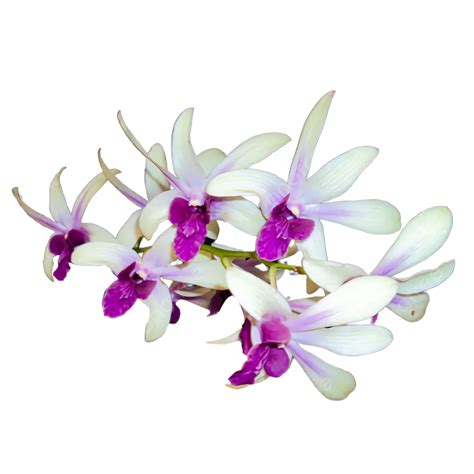 Bunga Orchid Putih Ungu Border Juliettaroheath