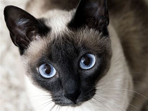 Siamese Seal Point Apple Head Absolutely Gorgeous Siamese Cats