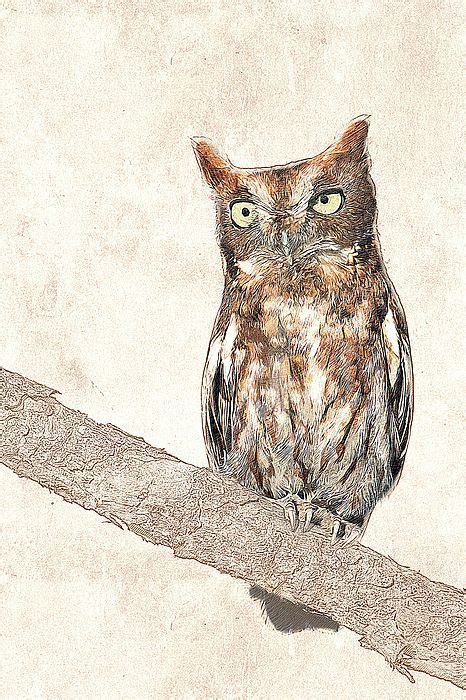 Eastern Screech Owl Photographic Drawing By Dawn Currie Eastern
