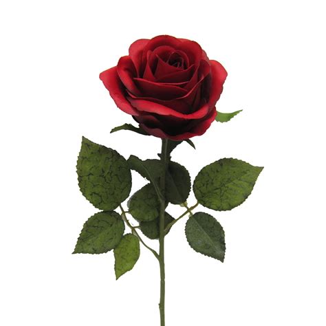 Red Rose Blank Template Imgflip