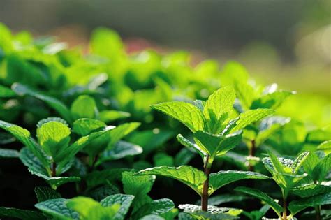 Grow Your Own Mojito Mint Mojito Ingredients BacardÍ Us
