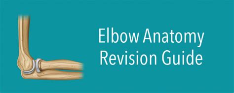 Elbow Anatomy Revision Guide Anatomystuff