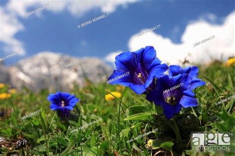 Austria Tyrol Karwendelgebirge Meadow Stemless Gentian Gentiana