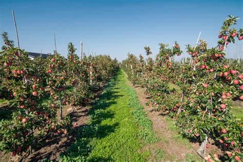 Wide View Of Apple Orchard During Apple Harvesting In Poland Stock