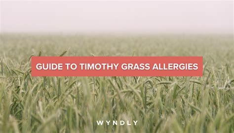 Timothy Grass Allergy Cause Symptoms Treatment 2024 And Wyndly