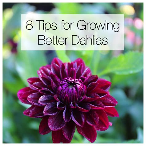 8 Tips For Growing Better Dahlias Longfield Gardens