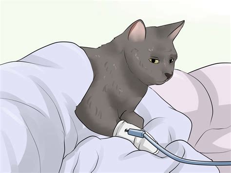 How To Prevent Urinary Tract Infections In Cats Steps