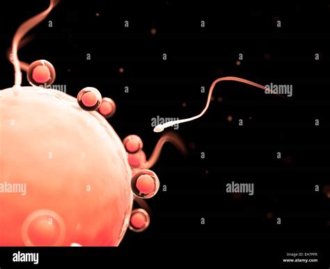 Fertilisation Of Human Egg Illustration Stock Photo Alamy