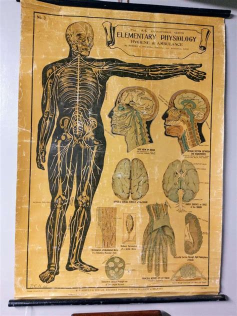 Vintage Anatomical Chart No3 In Decorative Accessories