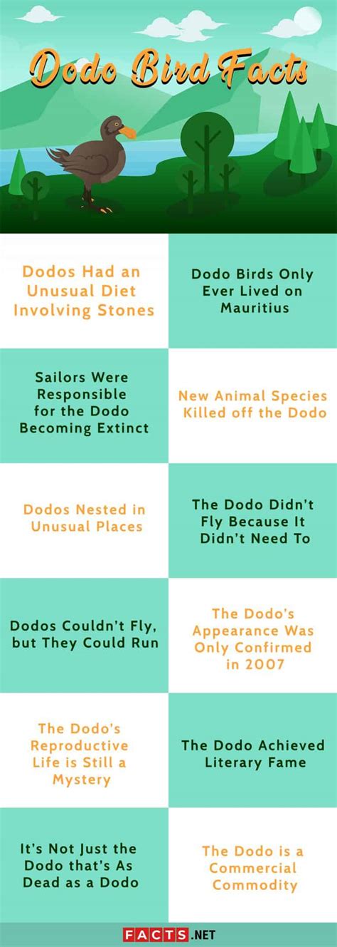 12 Facts About Dodo Bird Habitat Diet Extinction And More