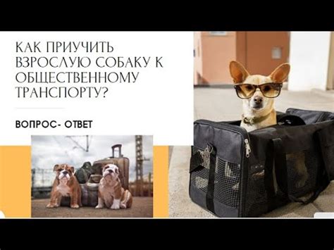 Как приучить собаку к транспорту? Как научить собаку ездить в ...