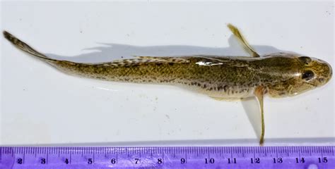 Calphotos Acanthogobius Flavimanus Yellowfin Goby