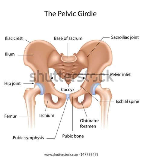 Label The Pelvis Labels For Your Ideas My Xxx Hot Girl