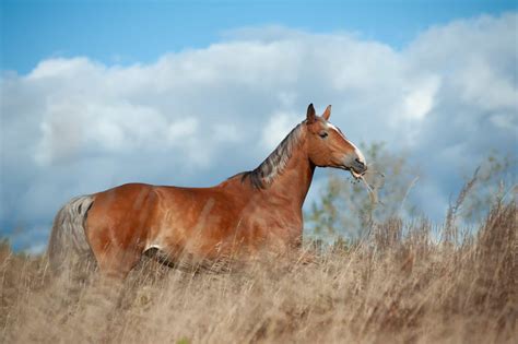 The 10 Most Common Horse Colors