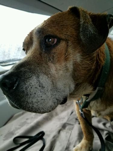 Found Dog Boxer Basset Hound Mix In Southern Pines Update Foster Care