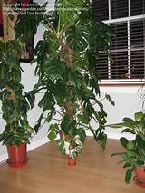 Images of Climbing Indoor Plants