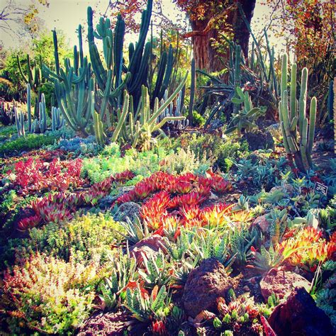 22 Colorful Succulent Garden Ideas You Cannot Miss Sharonsable