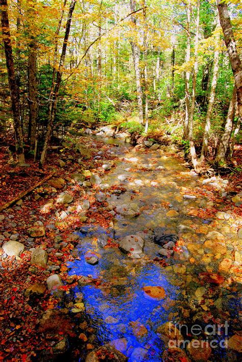 Mountain Stream Covered With Fall Leaves Photograph By Eunice Miller