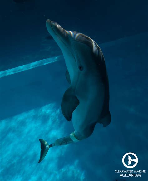 Bernie the dolphin 2 : Winter the dolphin! This was a good movie!! #dolphintale ...