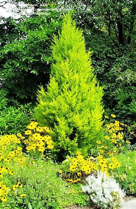 Bright yellow foliage throughout the year, upright branches, small aromatic leaves, small spherical female cones. Monterey Cypress, Lemon Cypress 'Goldcrest' with black ...