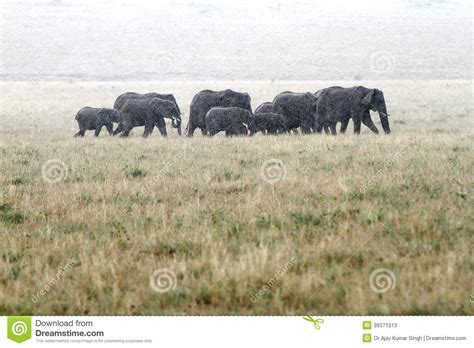 A Herd Of African Elephants Moving In Rain Stock Image Image Of Huge