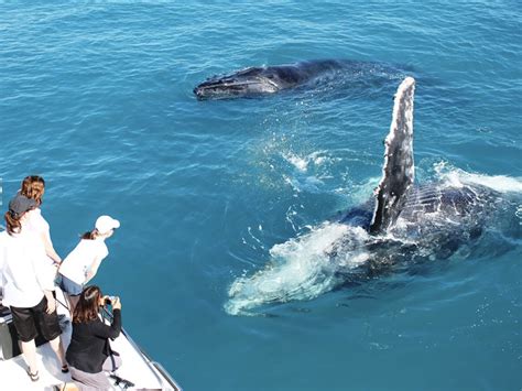 Perth Whale Watching Whale Watch Western Australia Tours