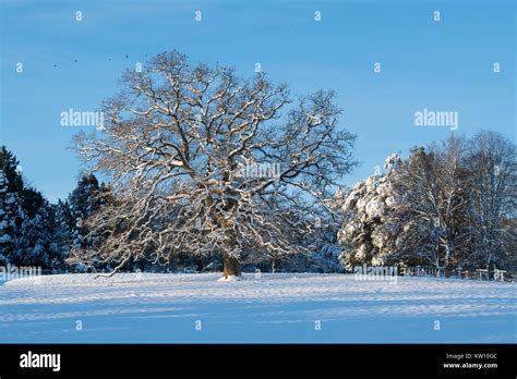 Quercus Oak Tree Winter Trees In The Snow Cotswolds Gloucestershire