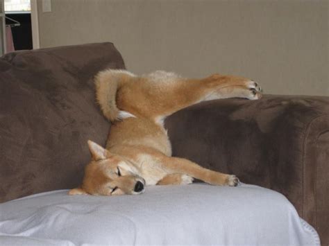 Sleeping Shiba Inu Another Example Of Their Cat Like Behavior