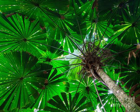 Fan Palm Tree Of The Rainforest Photograph By Silken Photography Pixels
