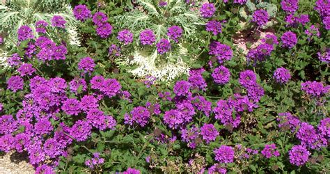 Homestead Purple Verbena