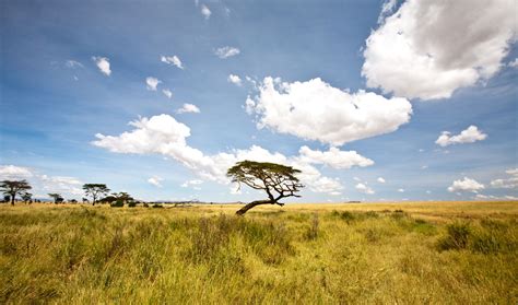 A Tropical Grassland With Scattered Clumps Of Trees