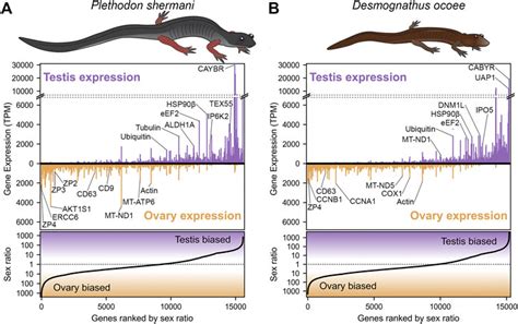 Axolotl Salamander Has Largest Genome Ever Sequenced