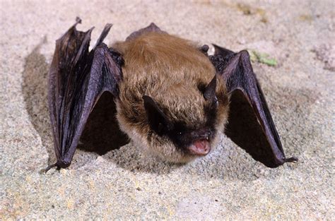 Small Footed Bat Better Know A Park