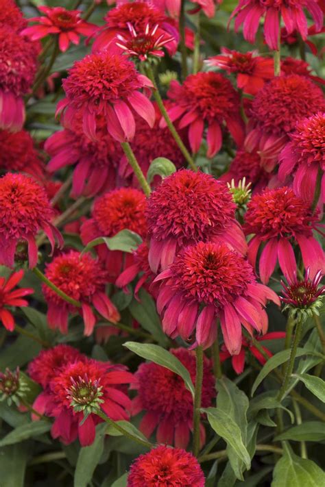Those that should be started indoors will include most perennial flowers and any vegetable you want a jump start on such as tomatoes or peppers. Double Scoop™ Cranberry Coneflower has giant flowers that ...