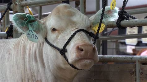 From my class names of first and third student are mentioned and mine is missing. NILE Merit Heifer Application Deadline Nearing - AG ...